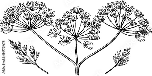 Vintage engraved dill plant illustration set for botanical design and decoration