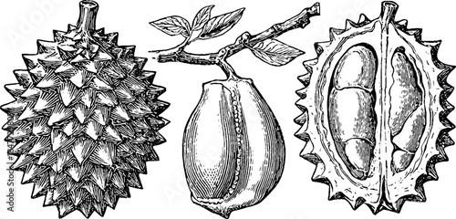 Vintage durian illustration set with fruit, branch, and rind - detailed engraving for design purpose