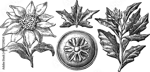 Vintage hand-drawn edelweiss and leaf silhouette engraving for design