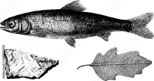 Vintage hand drawn engraving set of fish, leaf, and skin object illustration