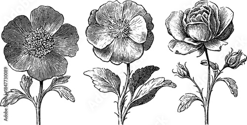Vintage floral engraving set of three flowers for retro design projects