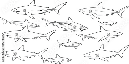Cute CartooWHand Drawn Shark Species Collection Line Art 
