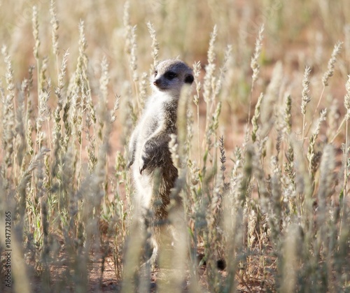 Baby meerkat standing tall