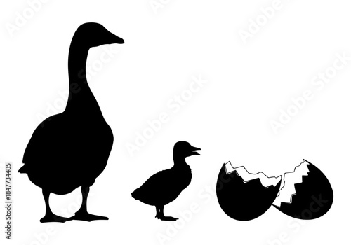 Silhouette of a large goose standing next to a small duckling and a broken eggshell.
