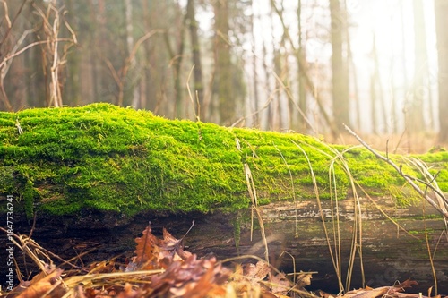 Sunny autumn morning in the forest. An old log covered in green moss lies on the forest floor. Golden sun rays filtering through trees in the background. Calm, relaxing woodland scenery.