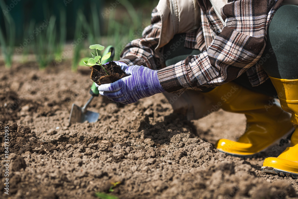 Naklejka premium Pumpkin and zucchini seedlings are planted in the ground. Women's hands wearing garden gloves hold a young plant in the ground. The concept of spring vegetable planting and agriculture.