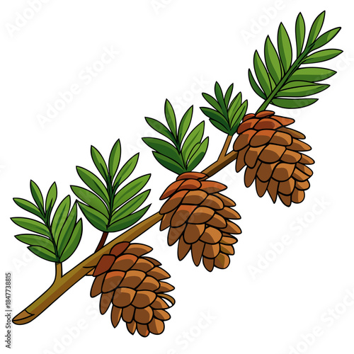 Christmas tree branch with pine cones isolated on white.svg