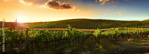 Obraz na plátne Panoramic view of vineyard rows on rolling hills at sunset with warm light green