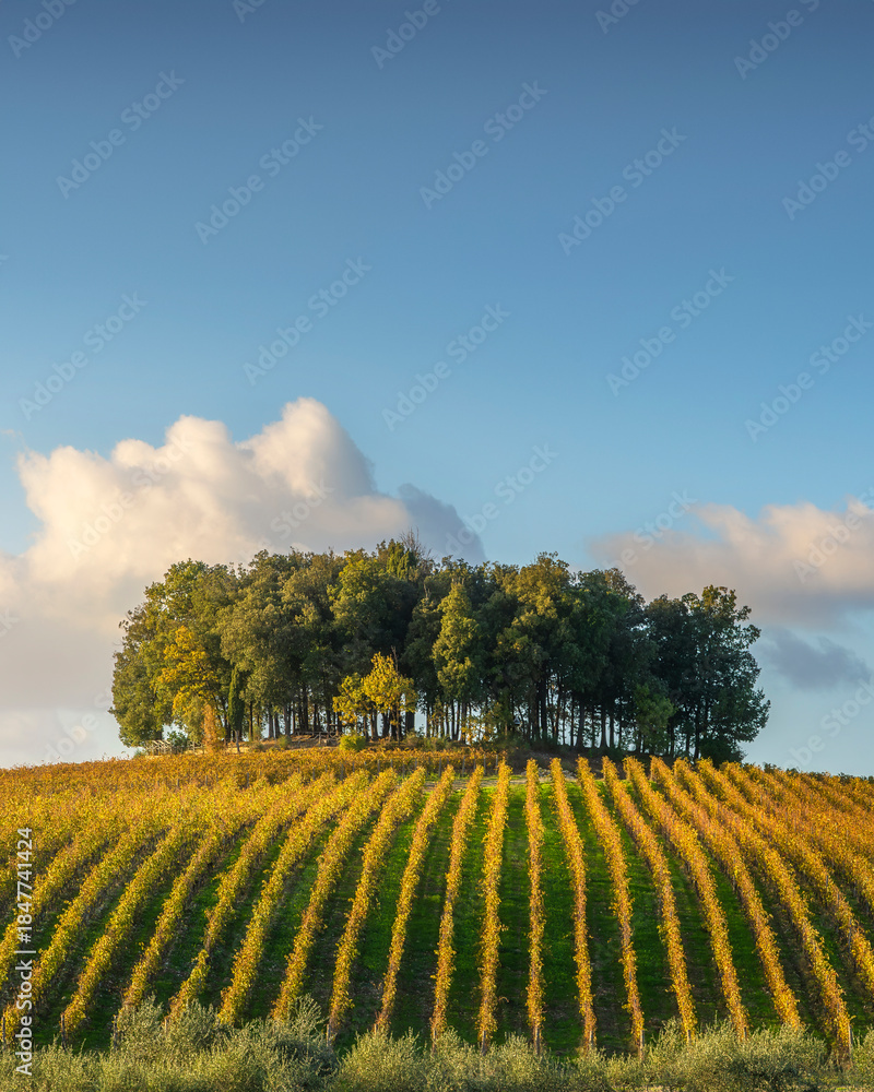 Naklejka premium Chianti Vineyard and Hilltop Trees in Pievasciata, Tuscany, Italy
