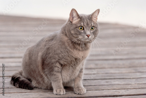 Foto Gray Cat Sitting on Wooden Boardwalk OutdoorsGray Cat Sitting on Wooden Boardwal