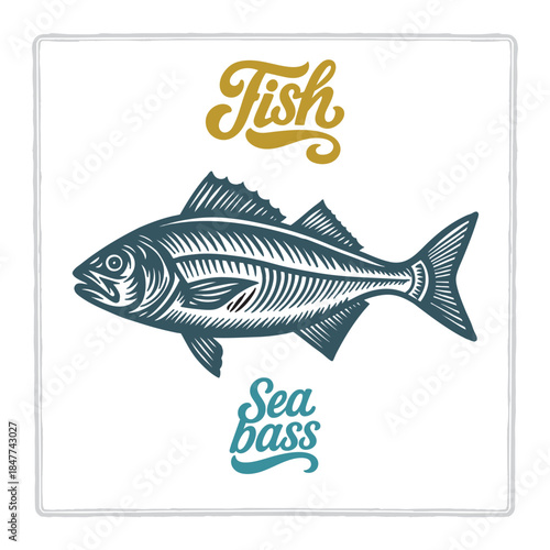 Hand drawn Sea bass fish illustration in vintage engraving style with fish lettering. Perfect for seafood design, restaurant branding, menus, labels, posters, and packaging. Part of set.