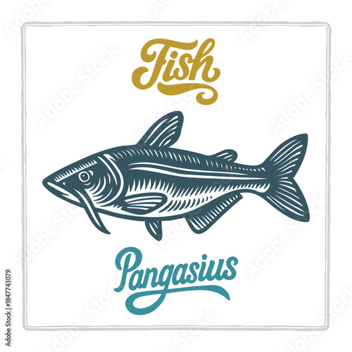 Hand drawn Pangasius fish illustration in vintage engraving style with fish lettering. Perfect for seafood design, restaurant branding, menus, labels, posters, and packaging. Part of set.