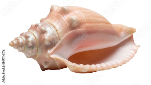 Queen conch shell PNG isolated on transparent background, large edible sea snail for marine life and tropical decor