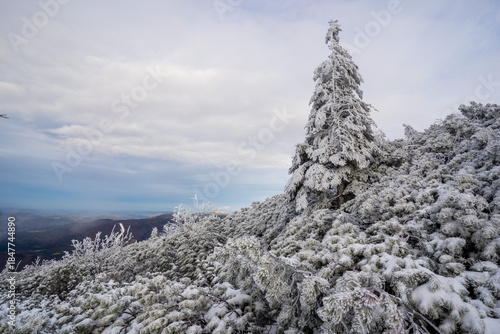 Fototapeta Naklejka Na Ścianę i Meble -  Winter landscape on Babia Gora mountain trail, Poland
