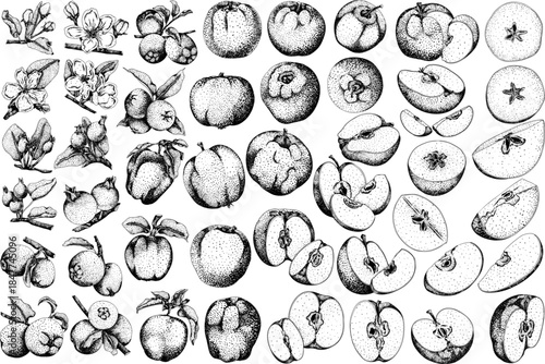 Engraving apples, perfect for educational or botanical or food designs. High quality illustration.	