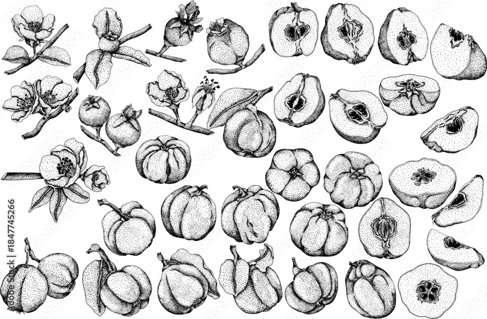 Fototapeta premium Vector, engraving Quince apple fruits whole and half cut, tropic farm garden ripe harvest, exotic fruits dessert 