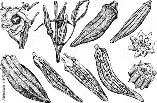 Hand drawn okra plants, Abelmoschus Esculentus. Vector engraving illustration of eco healthy food.	