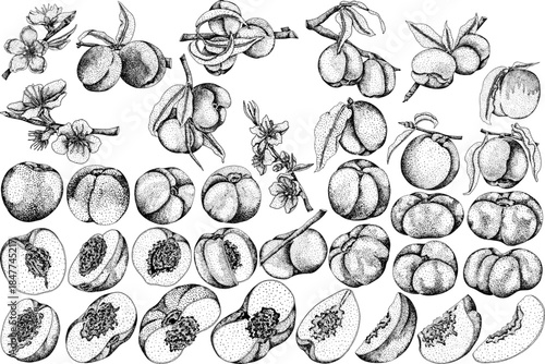 Peach engraving vector. Apricot illustrations in hand drawn doodle style. Whole peaches, sliced peaches, slices, fruit on a branch, leaves.	