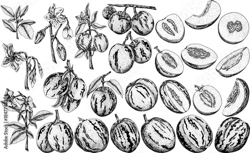 Pepino fruit, melon pear, Solanum muricatum. Vector hand drawn engraving illustration. Fresh pepino fruit whole, cut in half, slices. Vector illustration.	