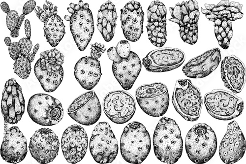 Hand drawn, engraving, vector Opuntia fruit, prickly pear cactus, Indian figs, Edible cactus	