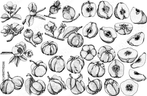 Vector, engraving Quince apple fruits whole and half cut, tropic farm garden ripe harvest, exotic fruits dessert	