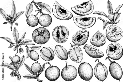 Chiku elements. Sapodilla naseberry pouteria engraving fruits. Vector botanical design of exotic tropical fruit	