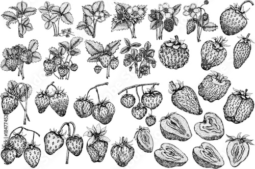 Vector strawberry engraving art illustrations set, hand drawn botanical drawing. Summer fruit monochrome sketch.	
