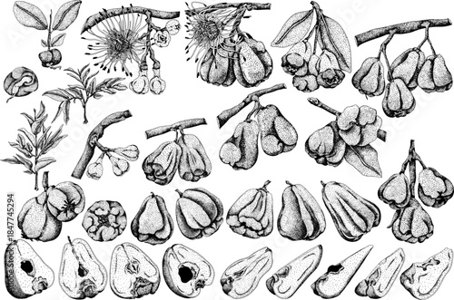 Vector, engraving Pink apple or red java apple, buah jambu or wax apple, semarang rose. Tropical edible food icon	