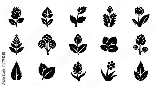 Collection of stylized black botanical icons representing various leaves and floral elements on a