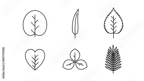Collection of stylized line art illustrations of diverse leaf shapes and forms on a white background