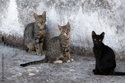 3 cats standing on the floor, looking the camera. selective focus