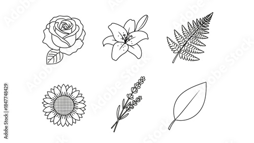 Elegant line art collection of botanical illustrations featuring diverse floral and leaf designs