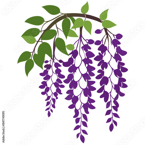 purple chinese wisteria flower silhouette on white background