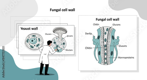 Illustration showcasing fungal cell wall structure and composition with detailed components