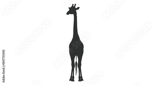 Silhouette of a Standing Giraffe.