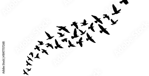  Diagonal Flock of Flying Birds – Migrating Bird Silhouette Trail on White