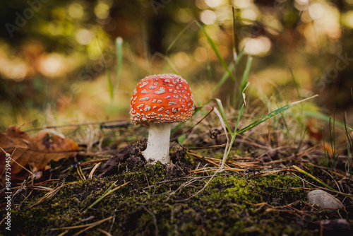 Fly agaric mushroom in forest, Amanita muscaria
