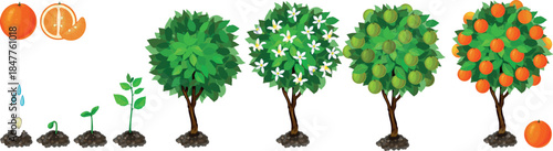 Plant growing from seed to orange tree. Life cycle of orange plant development from planting the seed and sprouting to harvesting. Growth stages of orange tree isolated on white background
