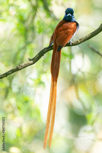 Male African paradise Flycatcher in montane forest Grootvadersbosch, near Swellendam, Western Cape, South Africa