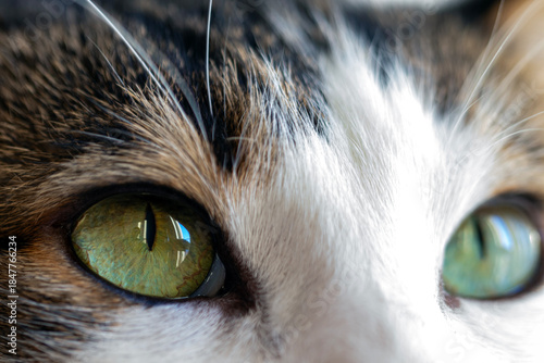 Tabby cat, close-up portrait and cat's eye. Macro