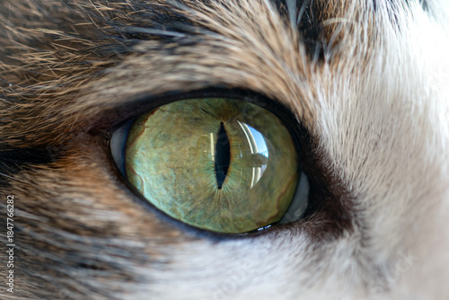 Tabby cat, close-up portrait and cat's eye. Macro
