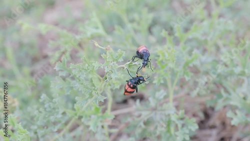 a shot of two blister beetles (Meloidae sp) feeding on a bush at twyfelfontein in namibia, africa