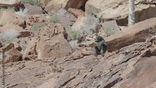 a long shot of a male chacma baboon sitting on a rock at twyfelfontein in namibia