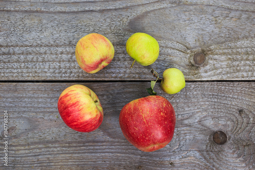 apple stages during apple ripening shown in circle