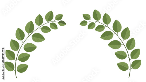Elegant Green Leaf Branches Arching Design Element Isolated on Black for Decorative Purposes.