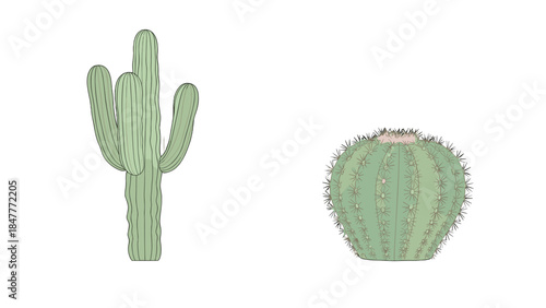 Desert flora: a tall Saguaro cactus and a round Barrel cactus, representing arid landscapes and the unique beauty of succulent plant life.