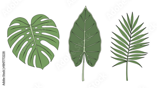 Variety of tropical leaves: Monstera, Alocasia, and palm frond, showcasing the diverse textures and intricate patterns of exotic jungle foliage.