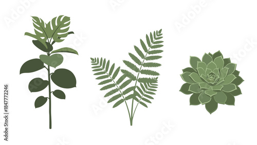Assorted Green Plant Leaves Monstera Fern Succulent Botanical Illustrations for Nature Designs