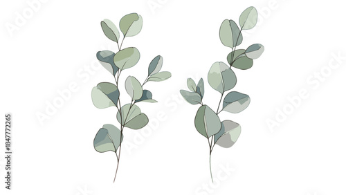 Elegant Eucalyptus Branches: Delicate Silvery Green Leaves on Stems, Perfect for Floral Arrangements, Weddings, and Natural Decor.