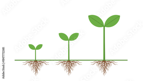 Visualizing the Stages of Plant Growth: Seedling Development, Root Systems, and Leaf Emergence Demonstrating Biological Progression and Ecosystem Health.